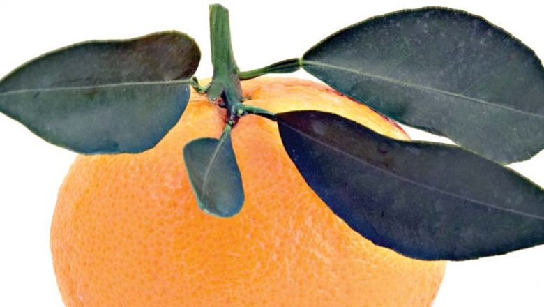 Clementinele: Fructul Minune în Prevenția Pietrelor la Rinichi și Nu Numai