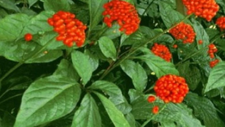 Ginsengul: O Alternativă Naturală Promițătoare pentru Disfuncțiile Erectile
