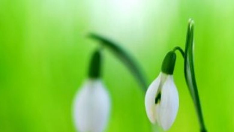 Ghioceii: Remediul Natural Care Poate Împiedica Declinele Cognitive