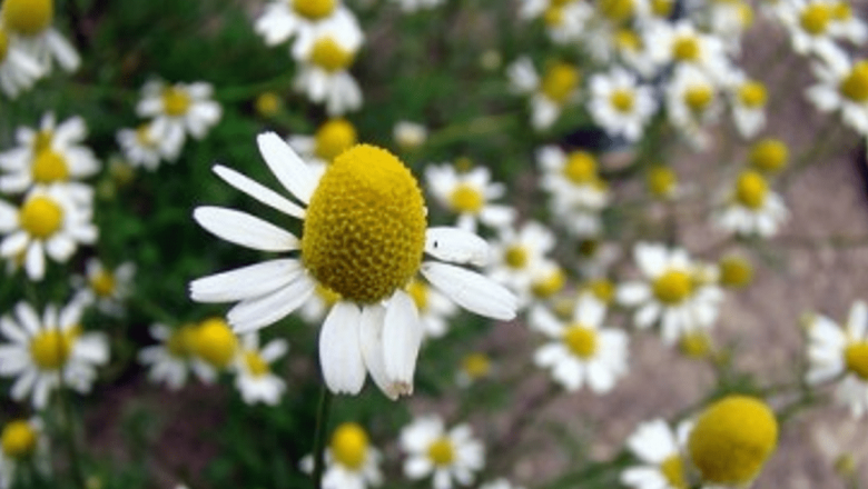 Remedii Naturale Eficiente Împotriva Amigdalitei: Beneficii și Modalități de Utilizare
