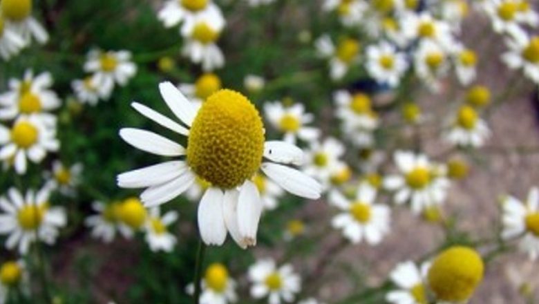 Remedii Naturale Eficiente Împotriva Amigdalitei: O Analiză Detaliată