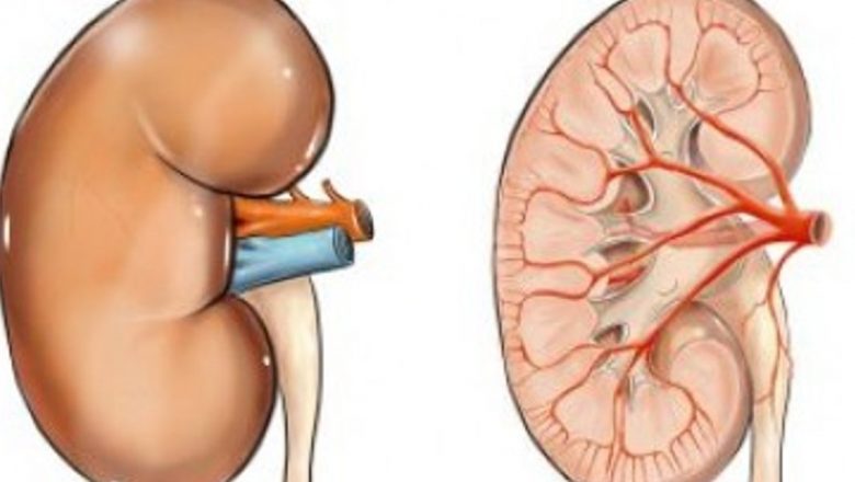 Impactul excesului de statine asupra sănătății rinichilor: o analiză detaliată