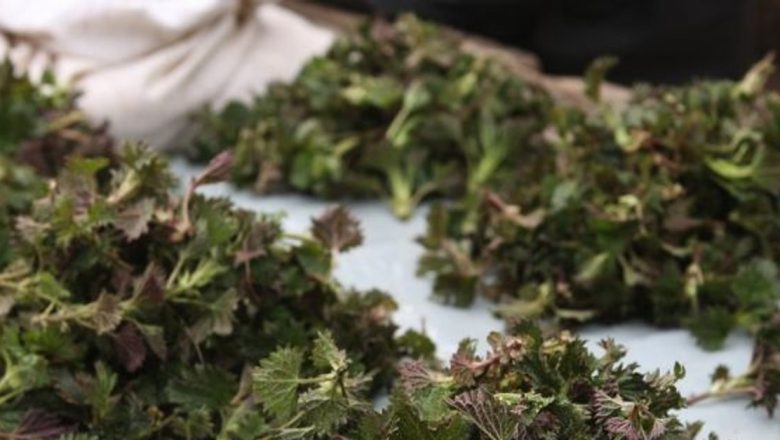 Urzica: Plantele medicinale care îmbunătățesc sănătatea – Beneficiile și utilizările unei „regine a verdețurilor”