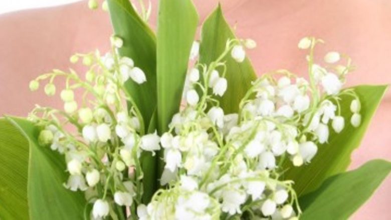 Leacuri din flori de primăvară: Terapia Naturii la Îndemâna Ta
