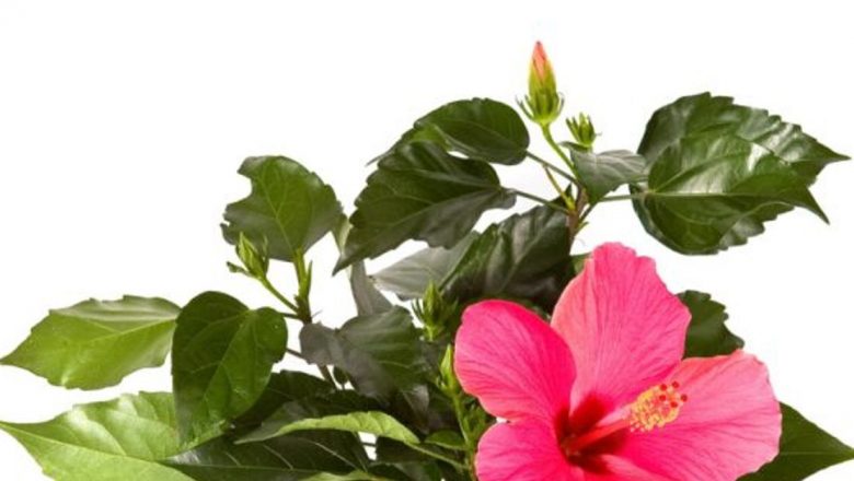 Hibiscus: Floarea cu Proprietăți Medicinale Remarcabile și Beneficii pentru Sănătate