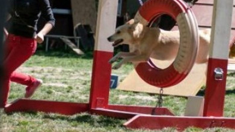 ABC-ul Animalelor de Companie: O Sărbătoare a Empatiei și Responsabilității în Parcul Herăstrău