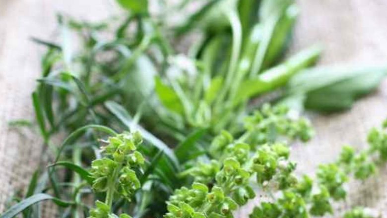 Busuiocul: O Plantă Medicinală cu Proprietăți Remarcabile pentru Durerile Articulare