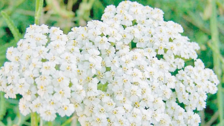 Băi de plante pentru igiena intimă: soluții naturale pentru sănătatea genitală