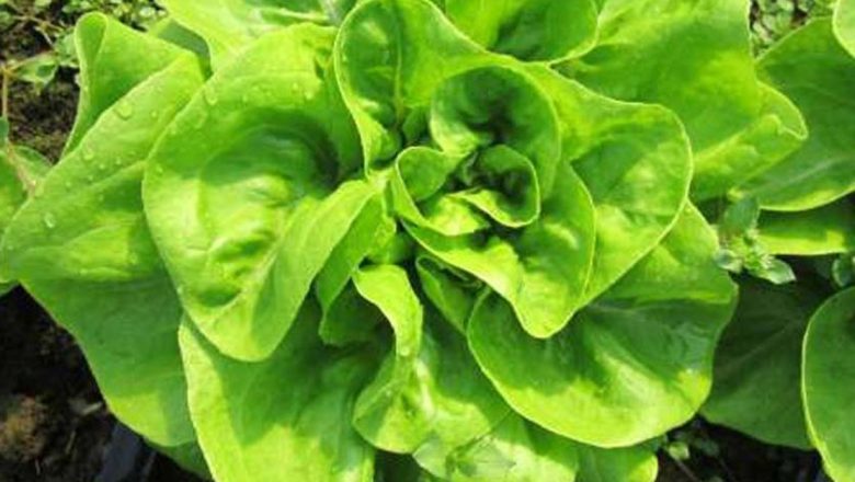 Salata Verde: Un Sedativ Natural pentru Somn Odihnitor