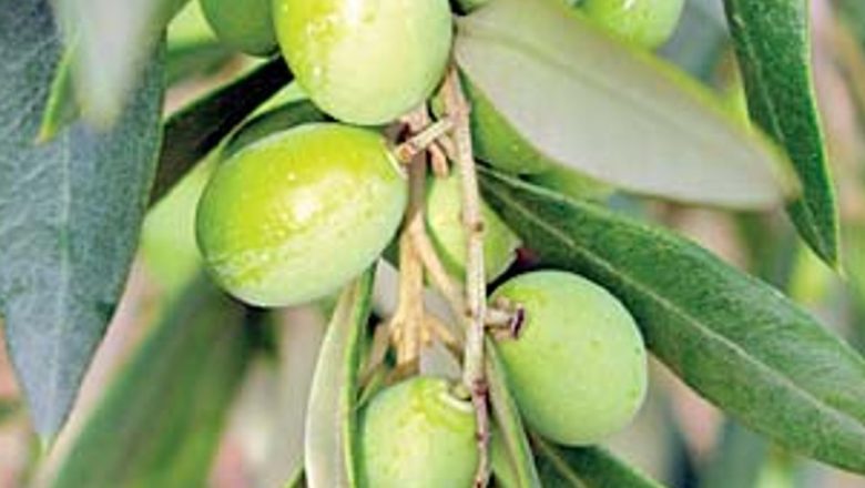 Beneficiile extraordinare ale extractului din frunze de măslin: un antioxidant natural de excepție