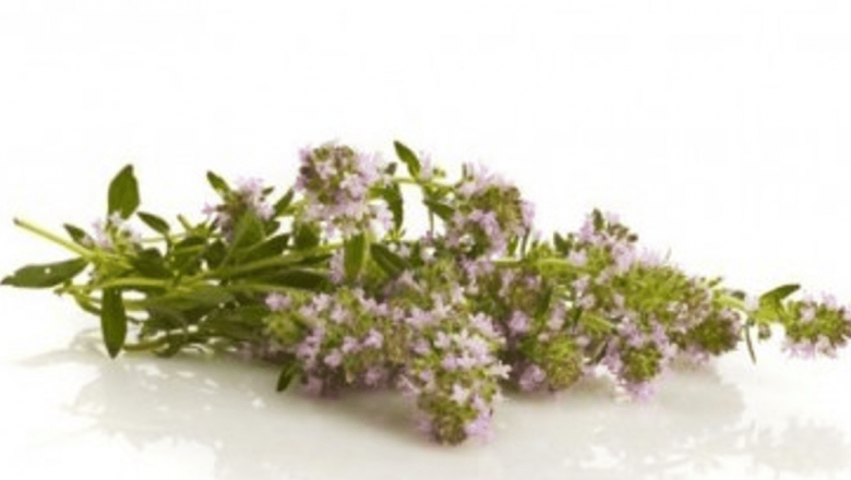 Remediile Naturale pentru Tuse: Plantele Care Te Ajută să Respiri Ușor