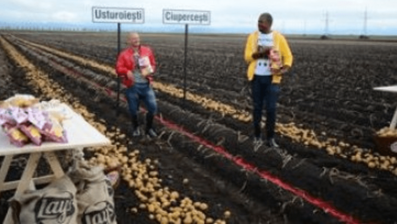 Duelul Aromelor de Sezon Lay’s: O Bătălie Delicioasă între Cabral și Puya