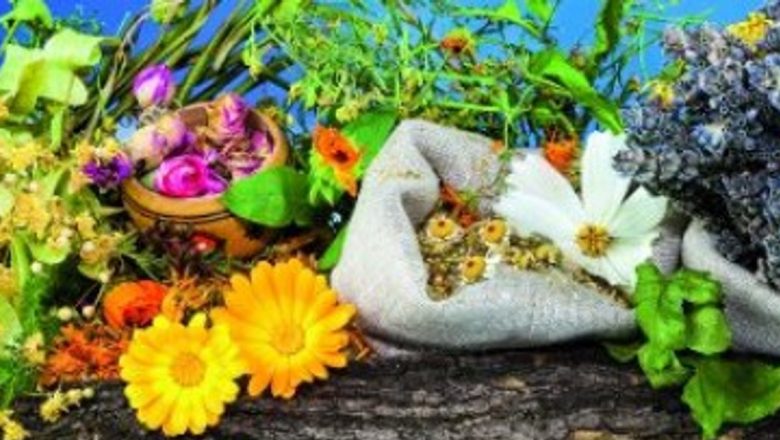 Cămara cu Leacuri: Ghidul Complet pentru Recoltarea și Păstrarea Plantelor Medicinale