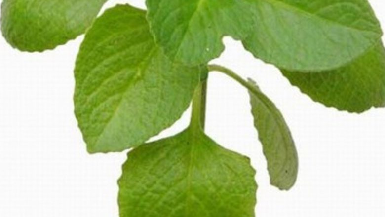 Oregano: Un Superaliment pentru Întărirea Sistemului Imunitar