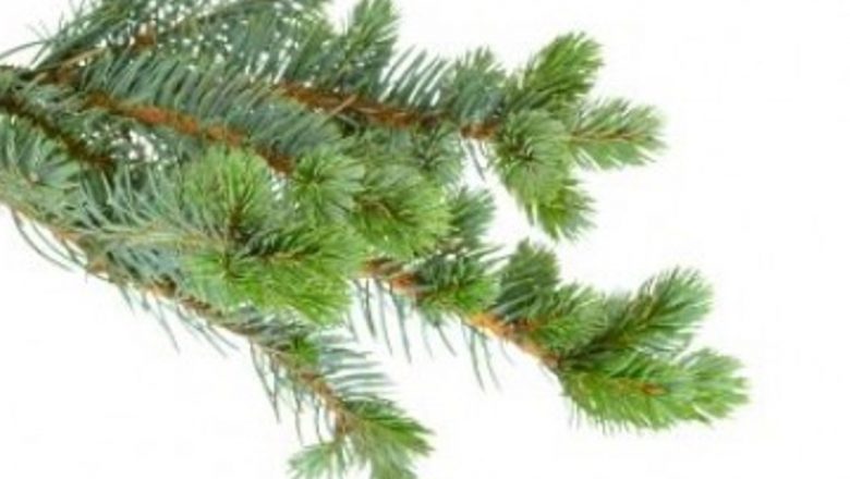 Bradul și pinul: Remedii naturiste pentru sănătatea ta în sezonul rece