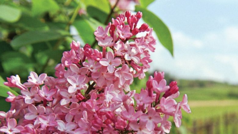 Frunzele de Liliac: O Soluție Inedită pentru Tratarea Arsurilor Grave