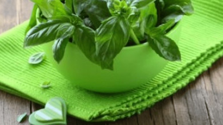 Busuiocul: Planta Miraculoasă cu Beneficii Incredibile pentru Sănătate