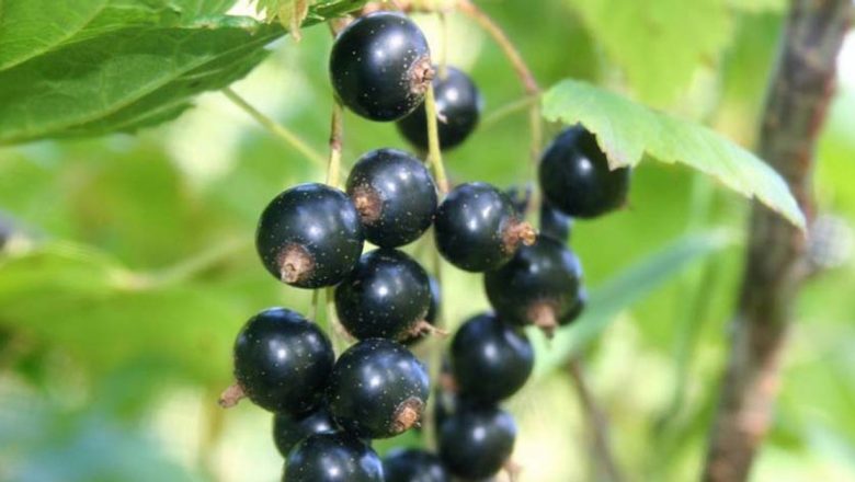Remedii Naturale pentru Pietrele la Rinichi: Plantele care Fac Minuni
