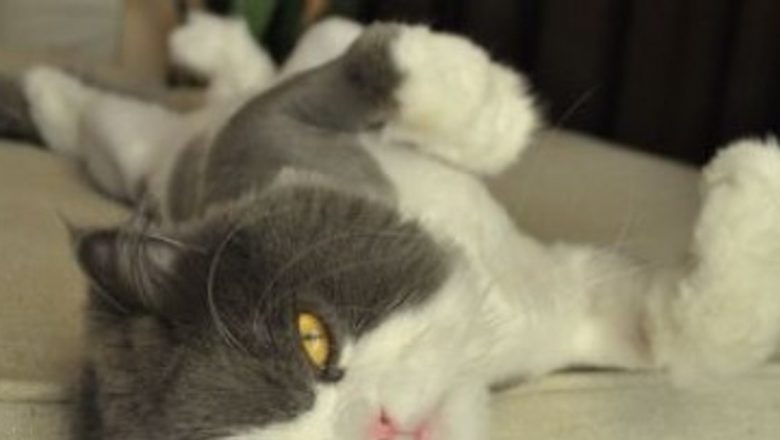 Impactul animalelor de companie asupra dezvoltării sociale a copiilor cu autism