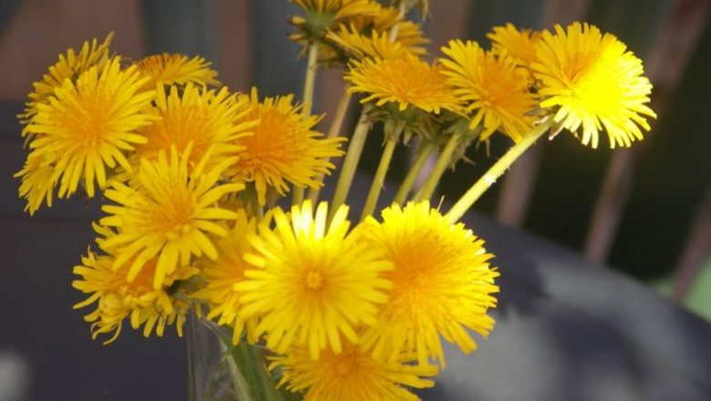 Păpădia: O Plantă Medicinală cu Virtuți Remarcabile pentru Sănătate