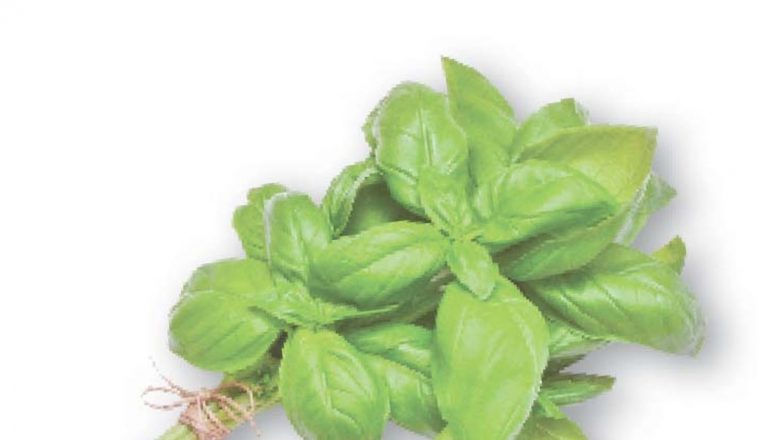 Busuiocul: Remediul Natural pentru Răceală și Nu Numai