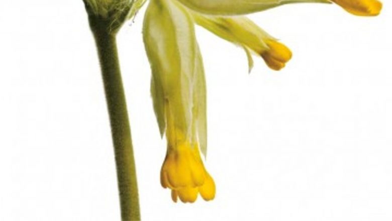 Calendarul Plantelor de Aprilieie: Întâlnirea cu Natură și Beneficiile Sale Terapeutice