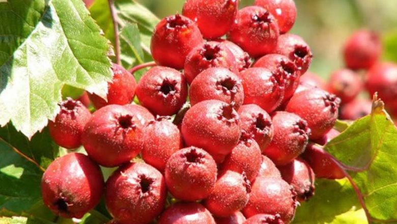 Păducelul: Remediul Natural pentru Inima și Mintea Noastră
