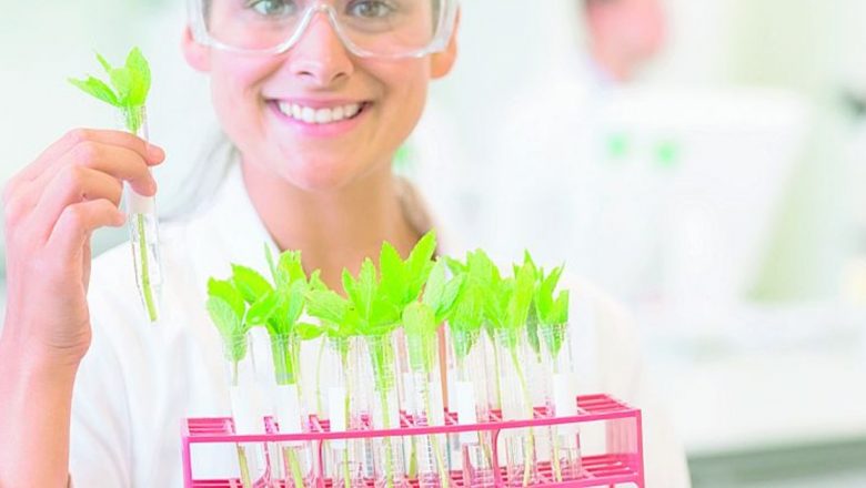 Plantele Medicinale: Aliate în Menținerea Sănătății Inimii