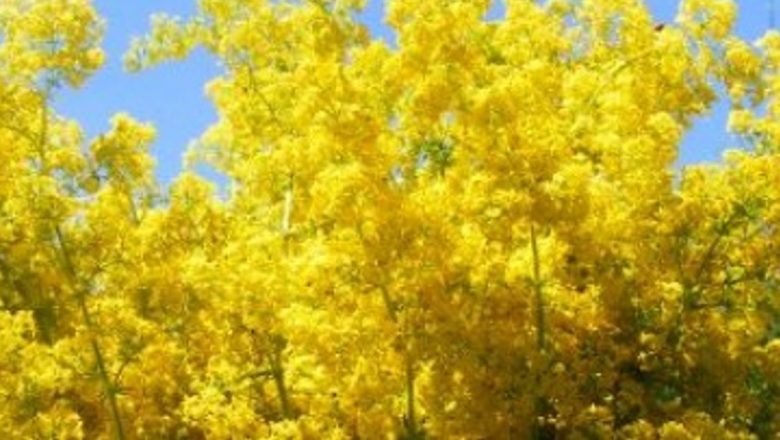 Proprietățile terapeutice ale sânzienelor: Remedii naturiste pentru afecțiuni comune