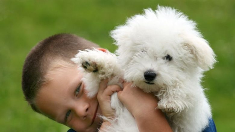 Prietenii necuvântători ai copilului tău: Ghid complet pentru alegerea animalului de companie potrivit