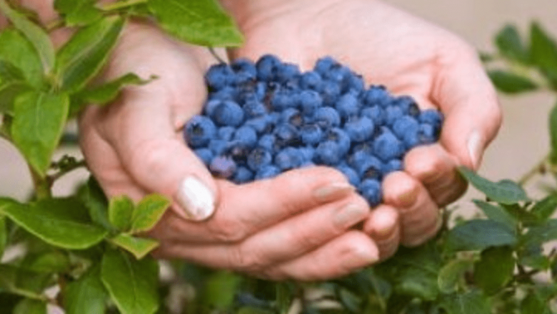 Antioxidanții: Prieteni sau Dușmani în Lupta Împotriva Cancerului?