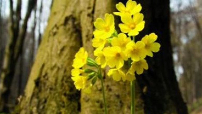 Ciuboțica-cucului: Un Remediu Natural cu Beneficii Surprinzătoare