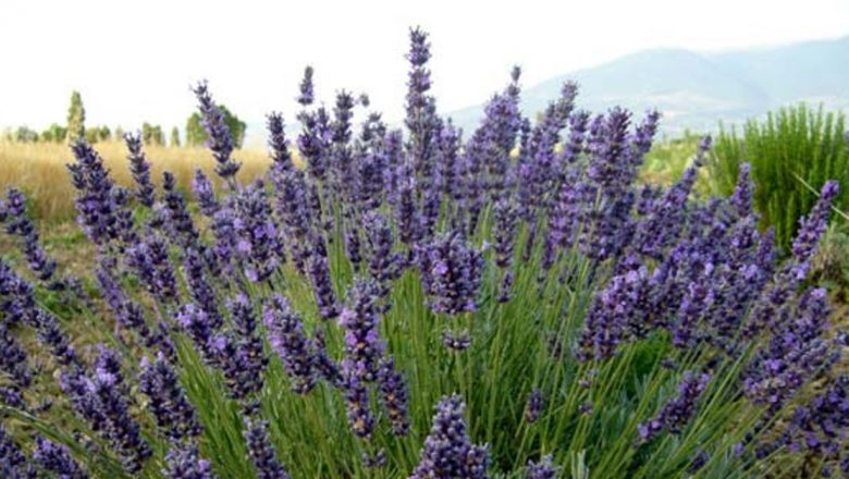 Plantele Medicinale: Soluții Naturale pentru Combaterea Neliniștii și Stresului