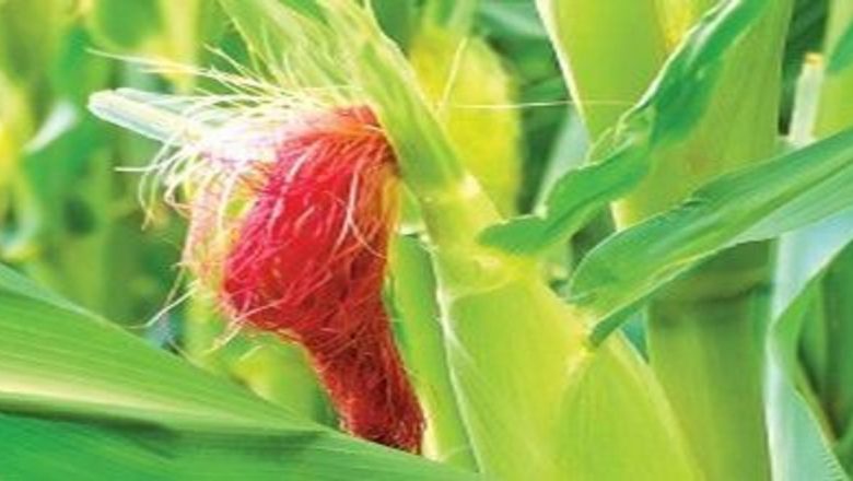 Mătasea de Porumb: O Comoară Nutritională și Medicinală pentru Sănătatea Rinichilor și a Tractului Urinar