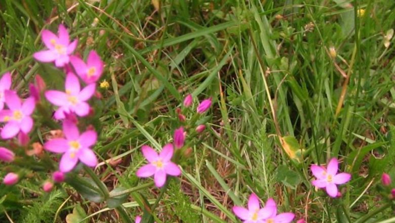 Ţintaura: O Plante Miraculoasă pentru Sănătate și Detoxifiere