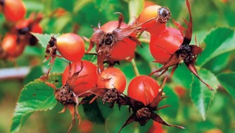 Plantele care îți îngrijesc inima: Tradiții și remedii din natura