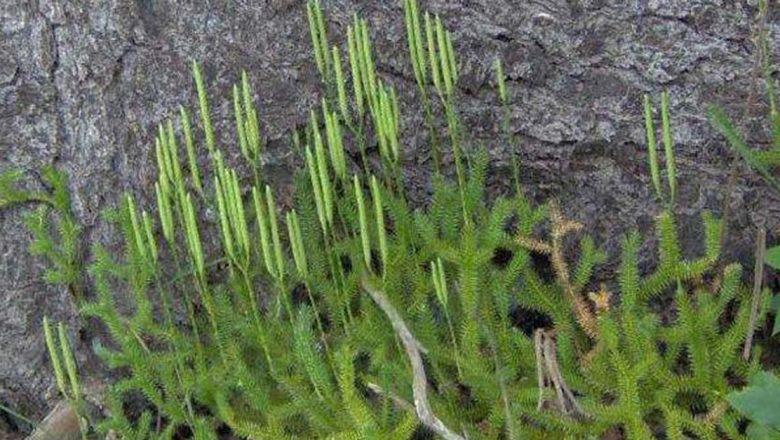 Ceaşca de sănătate: Remedii naturale eficiente în lupta împotriva fumatului