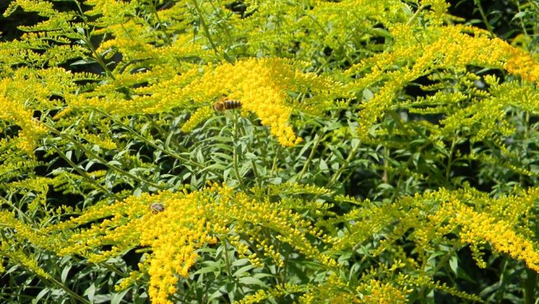 Sulfina: O Plantă cu Proprietăți Miraculoase pentru Sănătate