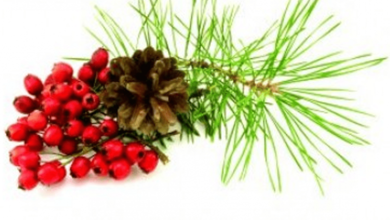 Plantele Vindecătoare ale Toamnei: Remedii Naturale pentru Sănătate
