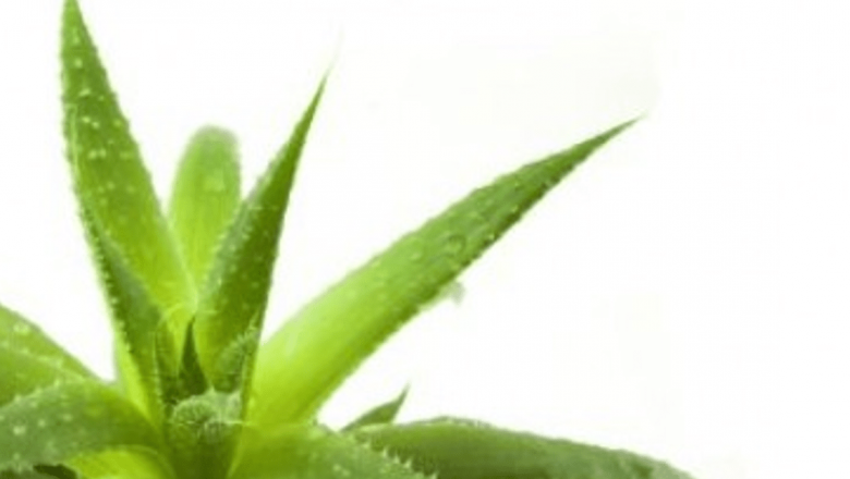 Beneficiile terapeutice ale aloe vera: o privire detaliată asupra afecțiunilor tratabile
