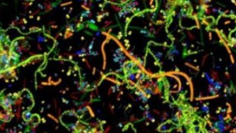 Microbiomul uman: O lume invizibilă de 10.000 de specii care ne influențează sănătatea