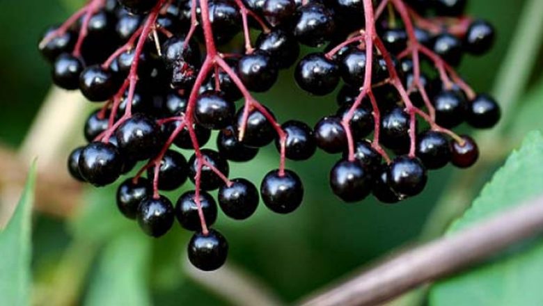 Ceaşca de sănătate: Pericolele ascunse ale plantelor medicinale