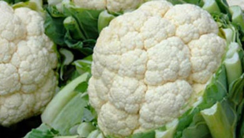 Conopida: Superalimentul care detoxifică organismul și luptă împotriva cancerului