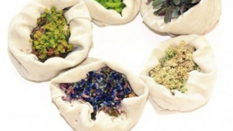 Ghid complet pentru recoltarea, uscarea și păstrarea plantelor medicinale