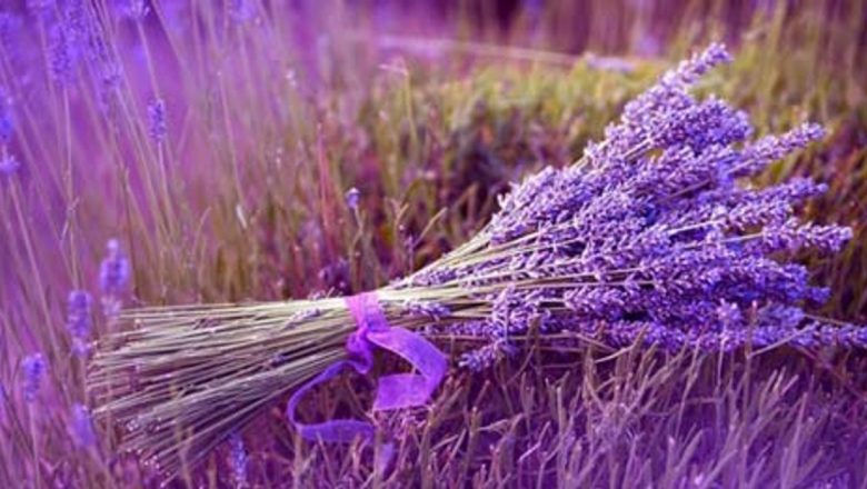 Ceaşca de sănătate: Plantele medicinale care promovează un somn odihnitor