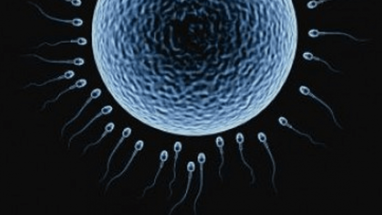 Morcovii și Fertilitatea Masculină: O Analiză Detaliată a Impactului Carotenoizilor