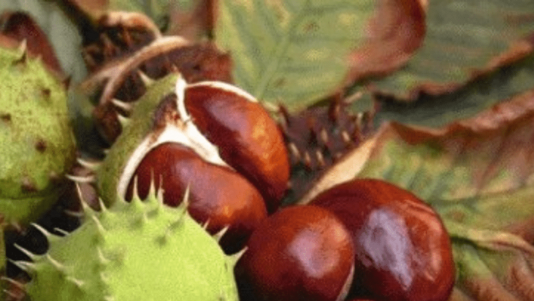 Beneficiile terapeutice ale castanelor: Tratamente naturale pentru diverse afecțiuni