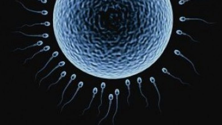 Impactul morcovilor asupra fertilității masculine: O analiză detaliată