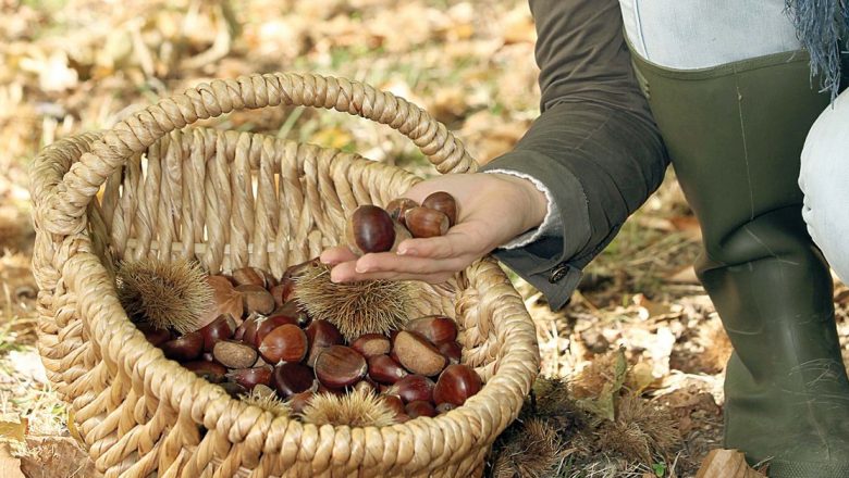 Castanele: un superaliment toamnă pentru sănătatea digestivă și nu numai