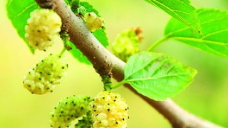 Leacuri Naturale pentru Scăderea Glicemiei: O Analiză Detaliată a Remediilor Tradiționale